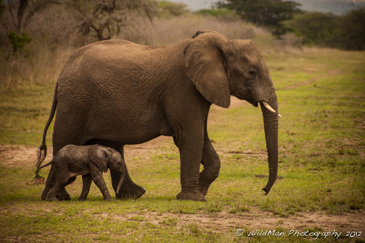 Thula Thula Exclusive Private Game Reserve & Lodge Ntambanana Exterior foto