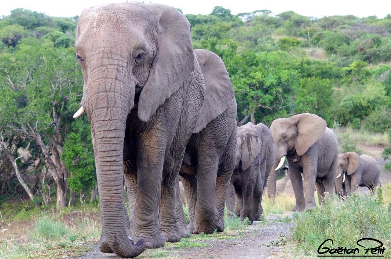 Thula Thula Exclusive Private Game Reserve & Lodge Ntambanana Exterior foto
